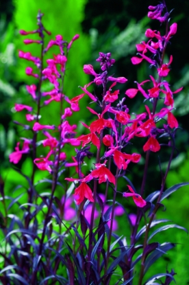 Picture of Lobelia - Queen Victoria Pellets